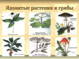 О профилактике отравления ядовитыми растениями и грибами О профилактике отравления ядовитыми растениями и грибами