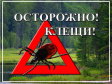 Профилактика клещевых инфекций Профилактика клещевых инфекций