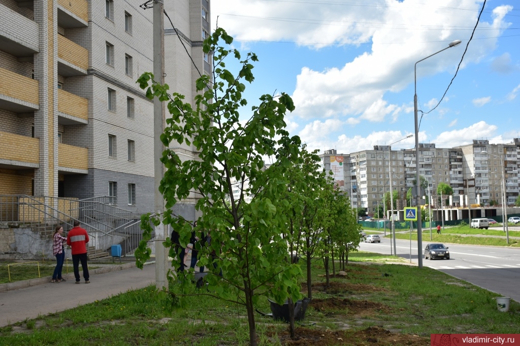 Нижняя дуброва 7 владимир фото