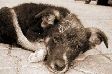 Дети помогут бездомным животным Дети помогут бездомным животным